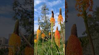 בולבינלה רחבתעלה 🧡 Bulbinella latifolia ☘️ גן הבוטני בירושלים [upl. by Rika778]