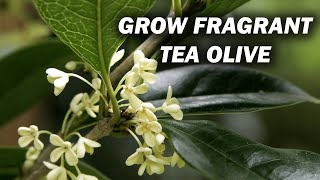 How to Grow and Care for Fragrant Tea Olive  Sweet Osmanthus [upl. by Soiritos]