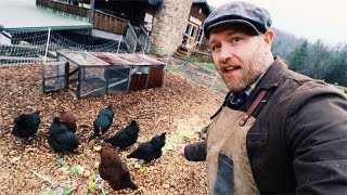 How I feed SIX Chickens for FREE [upl. by Amanda429]