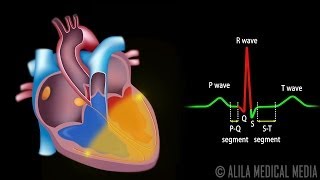 Cardiac Conduction System and Understanding ECG Animation [upl. by Anitan720]