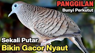 Perkutut Lokal Gacor Suara Kung Besar Pancingan Burung Perkutut Agar Bunyi [upl. by Oicnevuj]