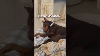 puppy dobie dobermanpinscher dobies dogs doglife dog doglover dogbreed dogshorts dobie [upl. by Leuqram]