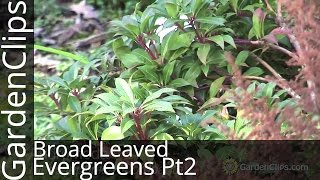 Broadleaved Evergreens Part 2  Cotoneaster  Leucothoe  Kalmia  Daphne [upl. by Blanche]