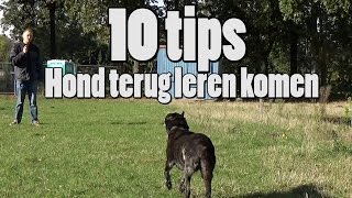 Dog School 10 Tips voor loslopende honden terug te leren komen [upl. by Samy]