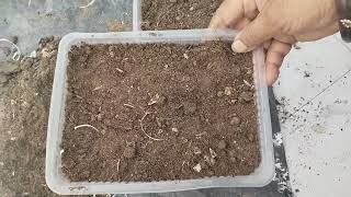 Dabbo mein boya Dhaniya aur Chaulaigarden food gardening farming indoorplants [upl. by Notgnirrac901]