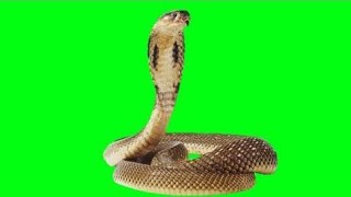 green screen snake aajichya goshti cartoon videos [upl. by Ocsisnarf]