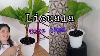 Licuala Care Tips [upl. by Dnalon]