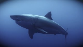 California Great White Sharks Need Our Help [upl. by Rollie]