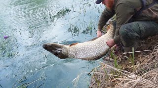 The BIGGEST River Fish Ive Ever Caught Smashed It at my Feet [upl. by Akienahs939]