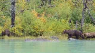 Alaskan Coastal Brown Bear sow with cub attacks unaware sow [upl. by Zapot601]