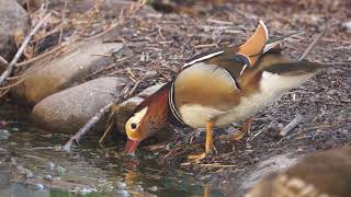 Facts About the Mandarin Duck [upl. by Eustasius]