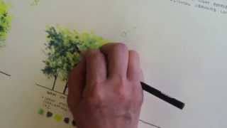 Rendering trees using colored pencil [upl. by Charita]