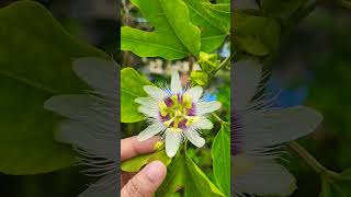 Passion Fruit Flower FLOWER POWER TERRES GARDEN POSITIVE VIBESFLOWER DAY PASSION WITH FASHION [upl. by Nimesay]