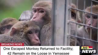 One Escaped Monkey Returned to Facility 42 Remain on the Loose in Yemassee monkeys yamassee [upl. by Nanyk525]