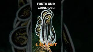 fakta unik lili laut crinoidea factanimals facts faktaunik lili krino [upl. by Noiram]