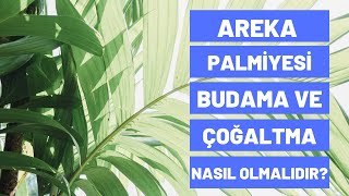 Areka Palmiyesi Budama Ve Çoğaltma Nasıl Olmalıdır [upl. by Hannahsohs]