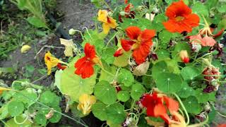 HOW TO EAT NASTURTIUMS QUICK TIPS [upl. by Aubert208]