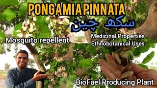 Pongamia pinnata  Sukh Chain  Ecofriendly  Miracle Herbal Diversity [upl. by Evered]