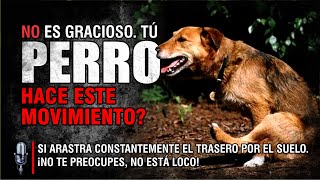 🎙️🐶 ¿Por qué mi perro arrastra el trasero Descubre las causas y soluciones al scooting [upl. by Annoiek]