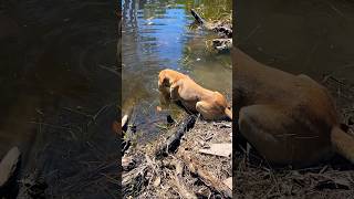 Sede de cão perros cachorro amazonas dogs short [upl. by Nonnair]