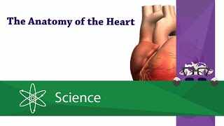 Anatomy of the Heart [upl. by Adnowat]