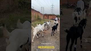 9835933223 Totapari Khasi Bakra Sirohi Khasi Bakra Available in Salauddin bhai shorts viralvideo [upl. by Florie653]