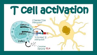 T cell activation  What are the 3 signals for T cell activation T cell differentiation Immunology [upl. by Emirac]