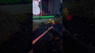 Corso reacts to Xmas decorations dog youtubeshorts canecorso mastiff xmas reaction [upl. by Teresina186]