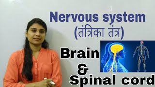 BIOLOGY तंत्रिका तंत्र Nervous System  Brain  Spinal cord  Nerves [upl. by Markiv]