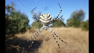 Argiope lobata una araña espectacular [upl. by Stefa471]