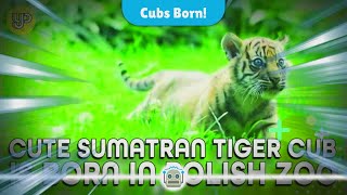 Exciting News Four Adorable Sumatran Tiger Cubs Born in Polish Zoo [upl. by Airamzul]