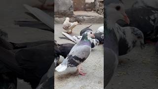 Shirazi pet ka operation kr ke take lagaye 💉shorts minivlog kabootar kabutar pet birds pets [upl. by Madancy]