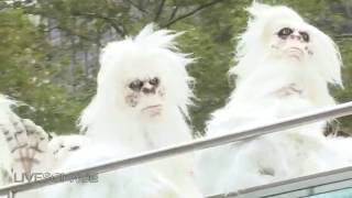 Yetis Take Manhattan For Travel Channel Show Promo  Video [upl. by Kal697]