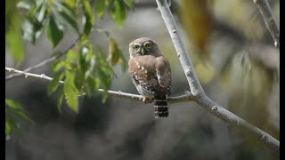 Aurorita Canto  Glaucidium brasilianum  Tecolote El Salvador 2023 [upl. by Jewell]