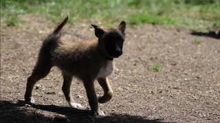 Pretty chiot Berger Belge Laekenois [upl. by Moreen114]