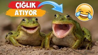 Çığlık Atan Komik Hayvan Videoları Derlemesi  2018 Derleme ● Eğlenceli Anlar [upl. by Hoxie133]