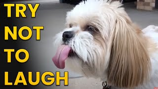 Happy Happy Dogs Compilation 🐶 Try Not to Laugh Challenge [upl. by Tterb]