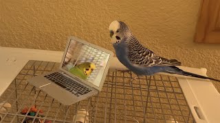 Budgies chat with new laptop [upl. by Eiwoh]