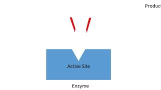 Enzymes Mechanism of Action Factors Affecting Activity  Lecture 5a [upl. by Leryt767]