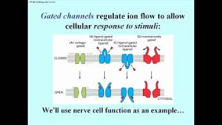 300 Types of Gated Ion ChannelsIllustrated [upl. by Lunsford]