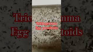 TRICHOGRAMMA EGG PARASITOIDS ARE BENEFICIAL INSECTS FOR BIOCONTROL HARMFUL PESTS [upl. by Dasie]