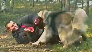 Caucasian Ovcharka Dangerous Attack  Giant Dog ATTACK Compilation HD [upl. by Wolf]