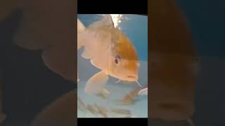 balık akvaryum akvaryumbalığı aquarium türkçevlog turuncu fish shopping keşfet view [upl. by Martineau]