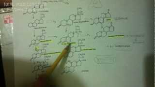 GLUCOCORTICOIDES1010 Androgenos suprarrenales [upl. by Keating]