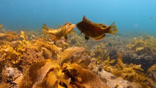 Port Noarlunga shore dive Feb 2024 [upl. by Eikin]