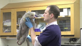 Dr Mikes Video Blog Porcupines [upl. by Lauren]