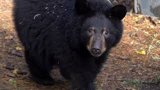 Orphaned Black Bear Cubs Arrive At Zoo [upl. by Kaazi279]