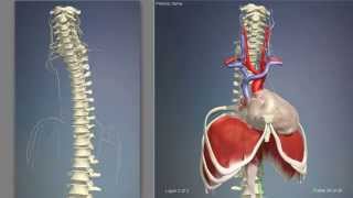 Anatomy Diaphragm Muscle  3D Human Anatomy  Organs [upl. by Laing]