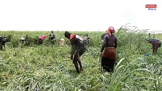 CULTURE FOURRAGERE WEST AFRICA FARMS CULTIVE 40 HA POUR LES ELEVEURS DE NDIAYE [upl. by Ricki]