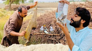 Finches Birds pakr liya 😱  How to Catch Finches Birds  Apna Dihat [upl. by Killian]